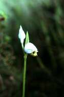 Image of late spider-orchid