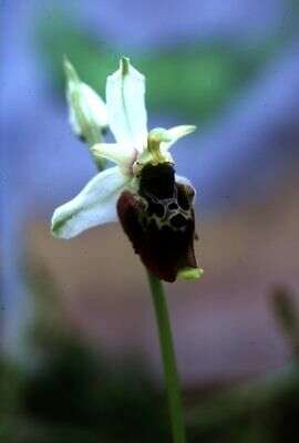 Image of late spider-orchid