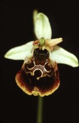 Image of late spider-orchid