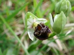 Image of late spider-orchid