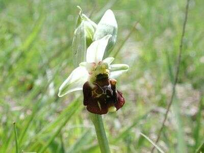 Image of late spider-orchid