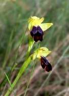 Image of Dark bee orchid