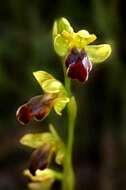 Image of Dark bee orchid