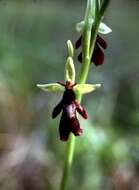 Image of Fly orchid