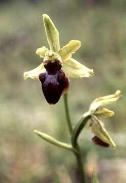 Image of Early spider orchid