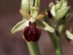 Image of Early spider orchid