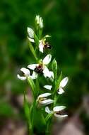 Image of Bee orchid