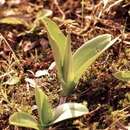 Image of Military orchid