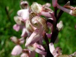 Image of Green-winged Orchid