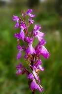 Image of Anacamptis