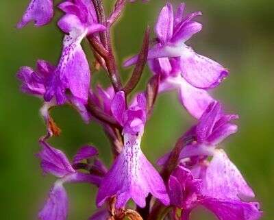 Image of Anacamptis