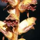 Image of Orobanche elatior Sutton