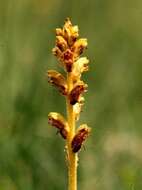 Image of Orobanche flava Mart.