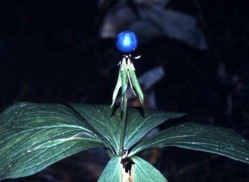 Image of herb Paris