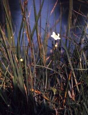 Image of Bog-stars