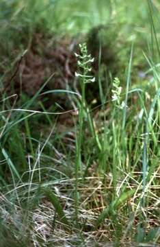 Image of Fringed orchids