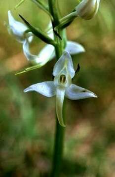 Image of Fringed orchids