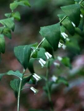 Image of Solomon's Seal