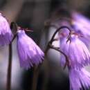 Image of Alpine snowbell