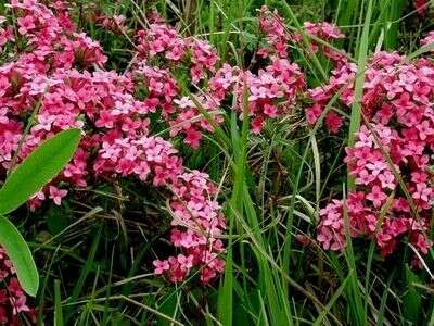 Image of garland flower