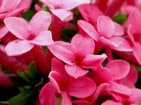 Image of garland flower