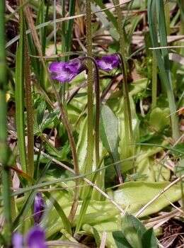 Pinguicula (rights holder: )