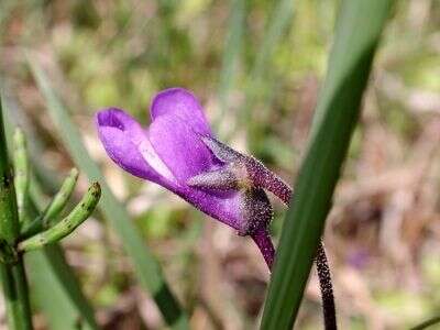 Image of Butterworts