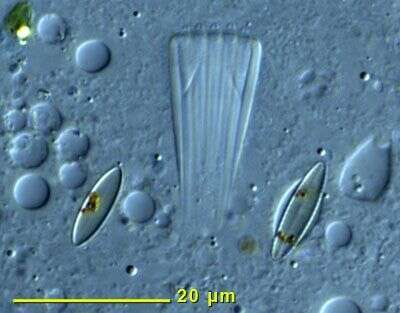 Trithigmostoma Jankowski 1967 resmi