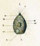 Image of Urotricha farcta Claparède & Lachmann 1859