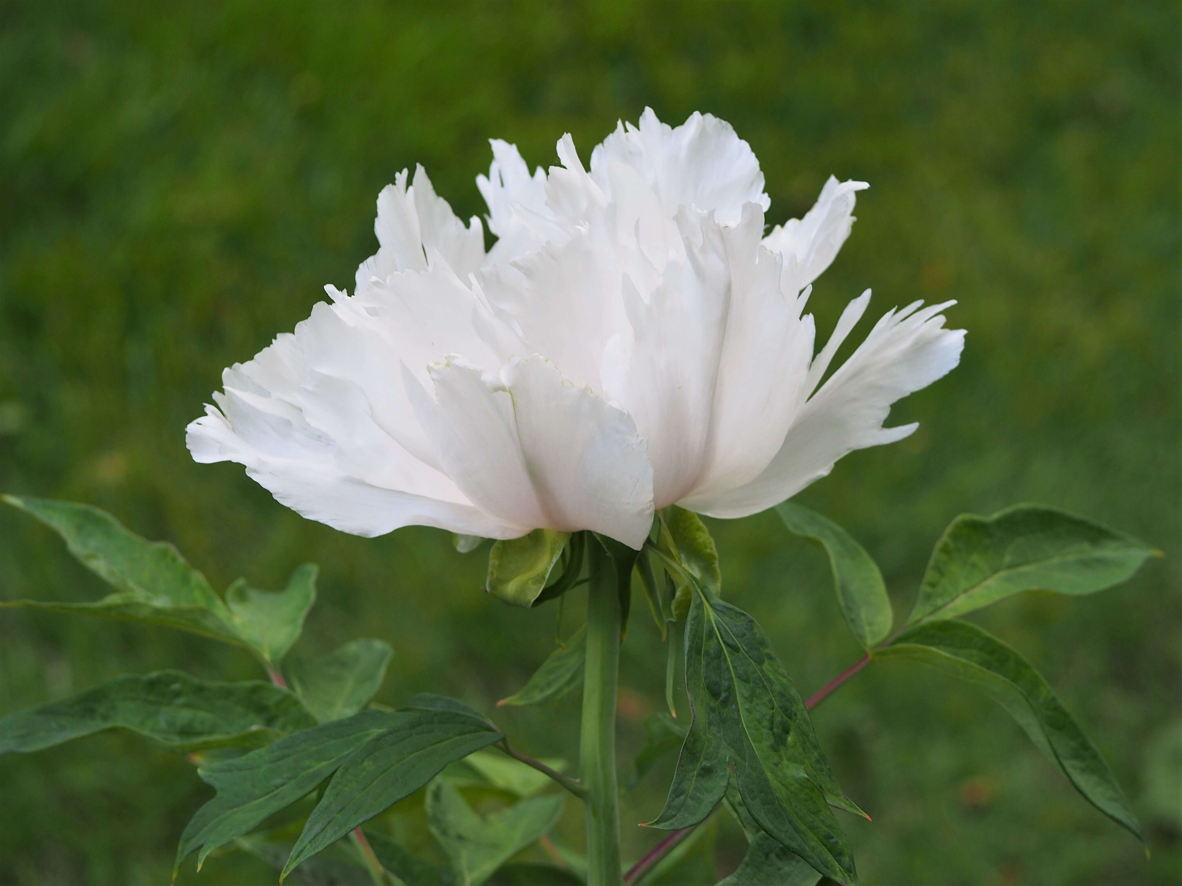 Слика од Paeonia ostii Tan Hong & Jia-xun Zhang