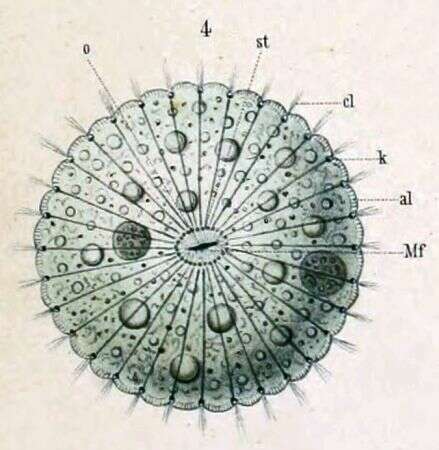 Image of Prorodon ovum