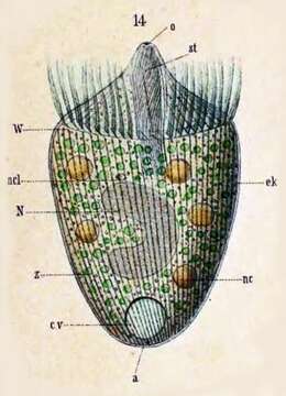 Image of Litostomatea