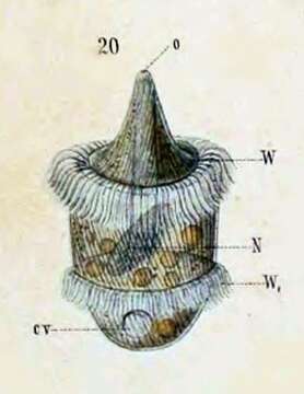 Image of Litostomatea