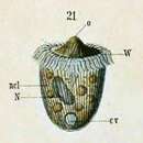 Image of Monodinium balbianii Fabre-Domergue 1888