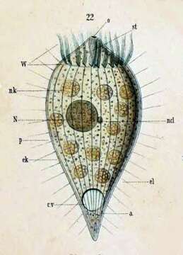 Image of Acropisthium mutabile Perty 1852