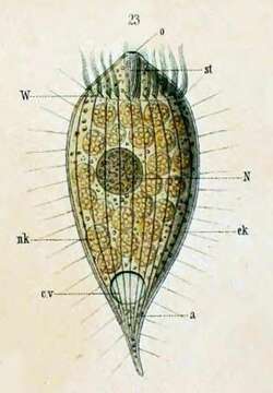 Image de Litostomatea