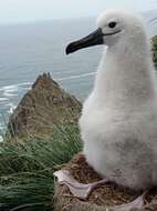 Image de Albatros de Carter