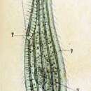 Sivun <i>Litonotus duplostriatus</i> (Maupas 1883) anon. kuva