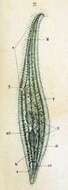 Image of Litonotus Wresniowski 1870