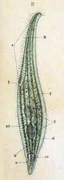 Image of Litonotus Wresniowski 1870