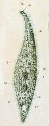 Litonotus fasciola (Wresniowski 1870) resmi