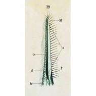 صورة Litonotus fasciola (Wresniowski 1870)