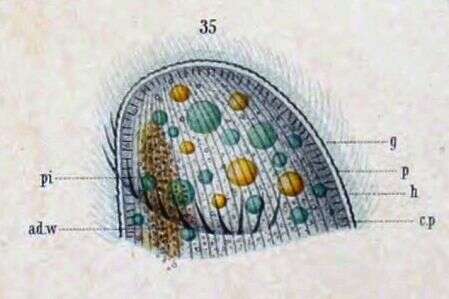 Imagem de Nassulopsis elegans (Ehrenberg 1834) Foissner, Berger & Kohmann 1994