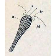 Слика од Nassulopsis elegans (Ehrenberg 1834) Foissner, Berger & Kohmann 1994