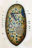 Image de Obertrumia aurea (Ehrenberg 1834) Foissner 1987