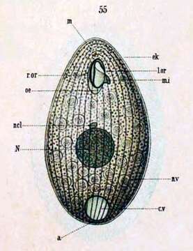 Tetrahymena pyriformis resmi