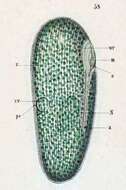 Image of Frontonia leucas