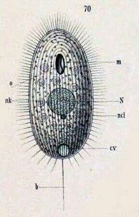 Image de Uronematidae