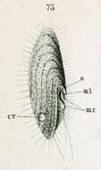 Image of Cinetochilum margaritaceum