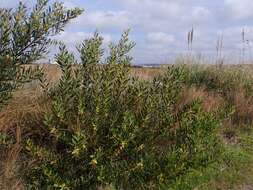 Imagem de Acacia longifolia (Andrews) Willd.